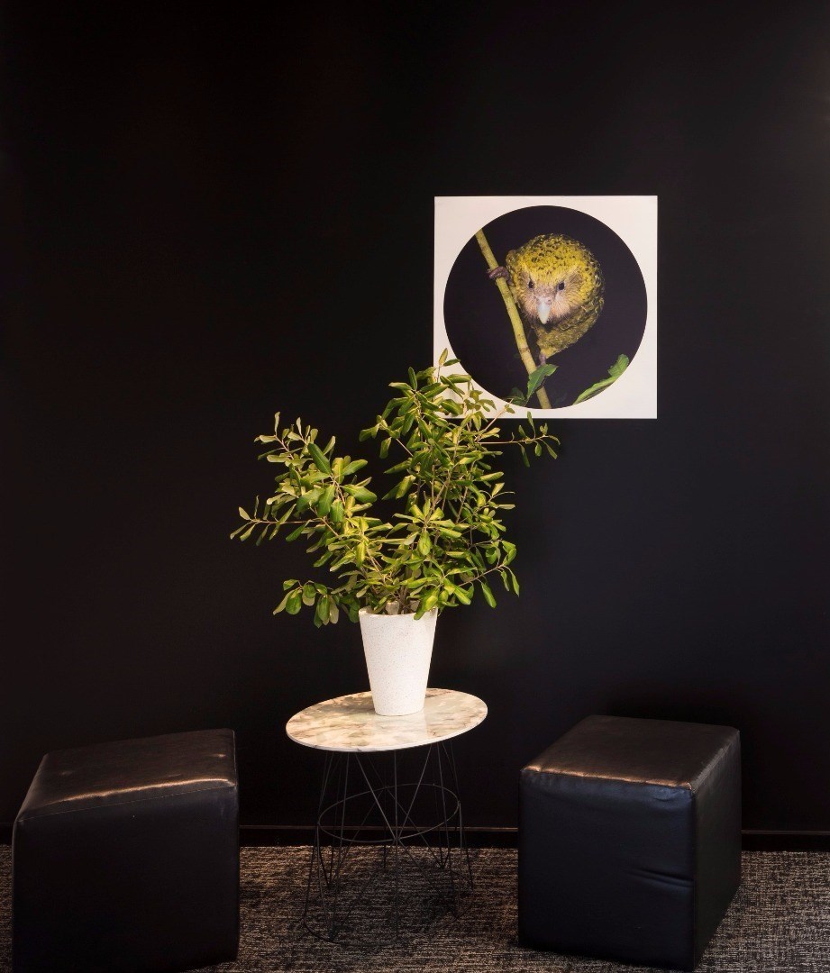 joinery dunedin project management companies